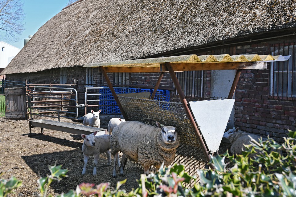 Landelijk uitzicht rondom de boerderij in Noord-Limburg